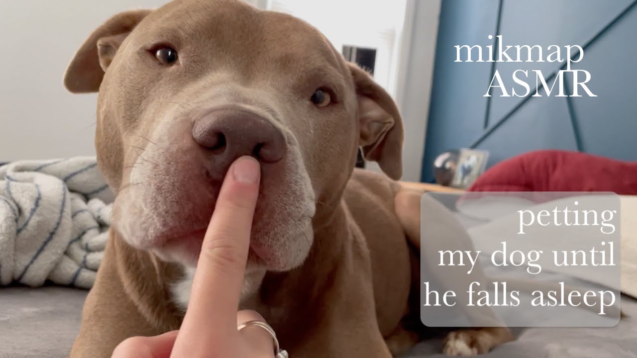 ASMR Petting My Dog Until He Falls Asleep (no talking)