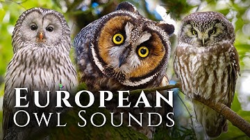 The Best Owl Sounds🦉European Owl Sounds - Meet 10 European Owls and Their Sounds