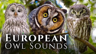 European Owl Sounds - 🦉Meet 10 European Owls and Their Sounds