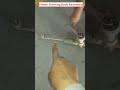 Power Steering Rack Assembly Shorts 