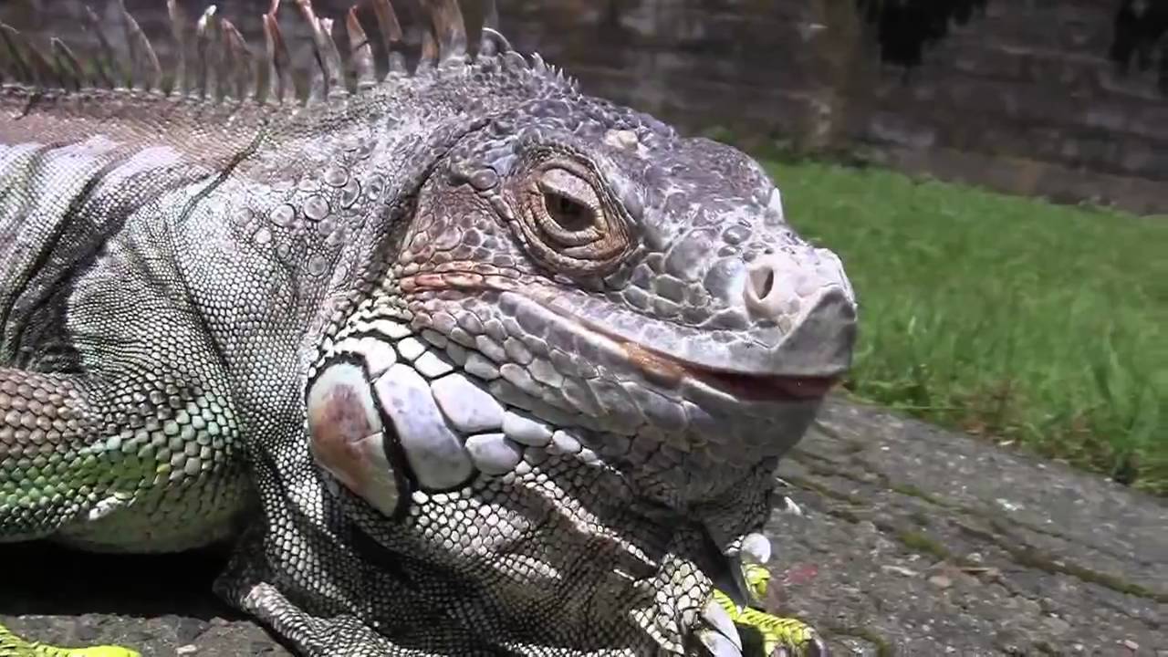 iguana world