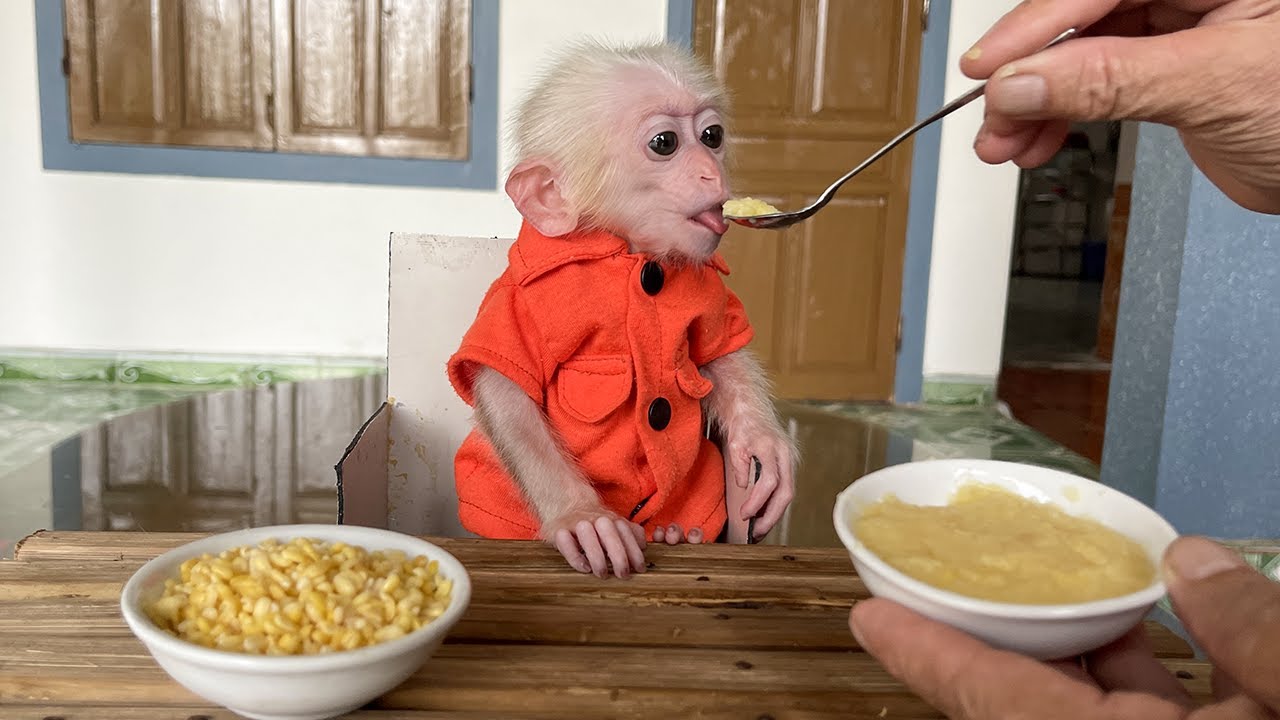 Monkey Poor enjoys a simple but healthy green bean soup!