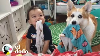 Bebé Aprende A Gatear Gracias A Sus Mejores Amigos El Dodo