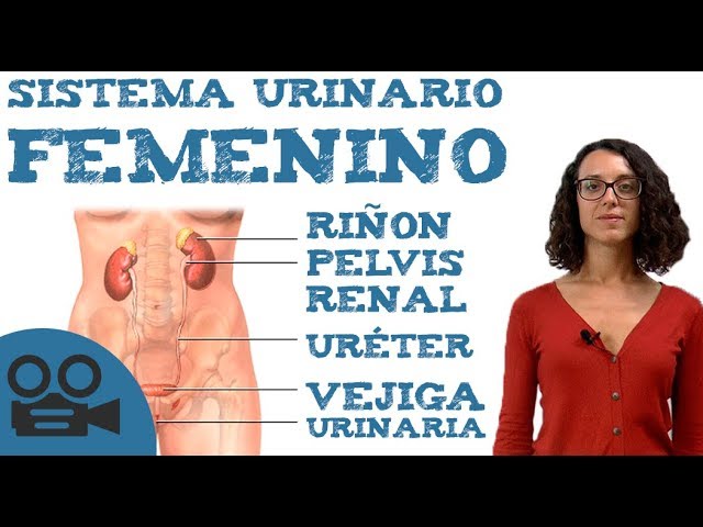 El sistema urinario femenino 