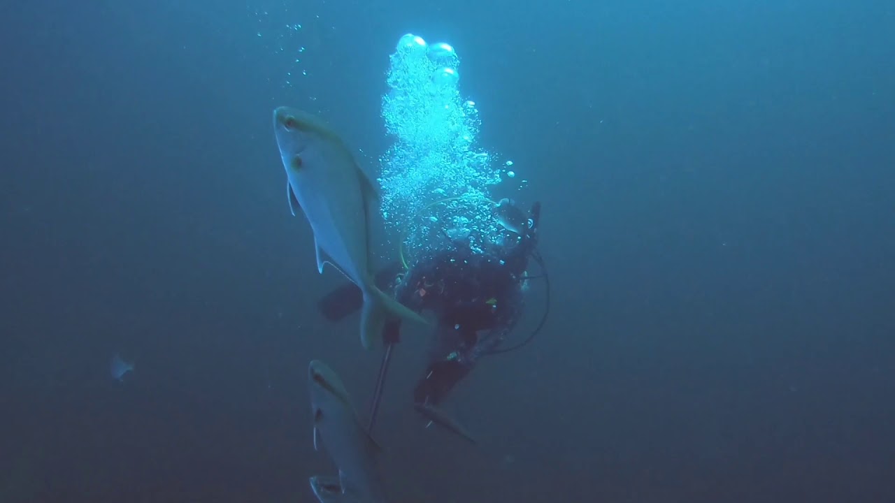 Florida Gulf Coast Diving July 23, 2019 YouTube