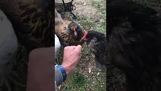 Celebrity Easter Egger Chickens | Happy Chicken Noises | They love their Oats! Profile