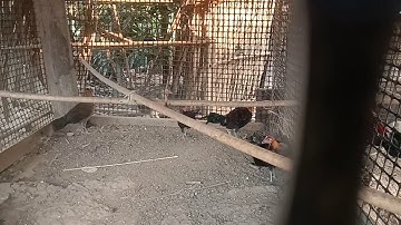 Kuv cov me nyuam qaib pib khav lawm