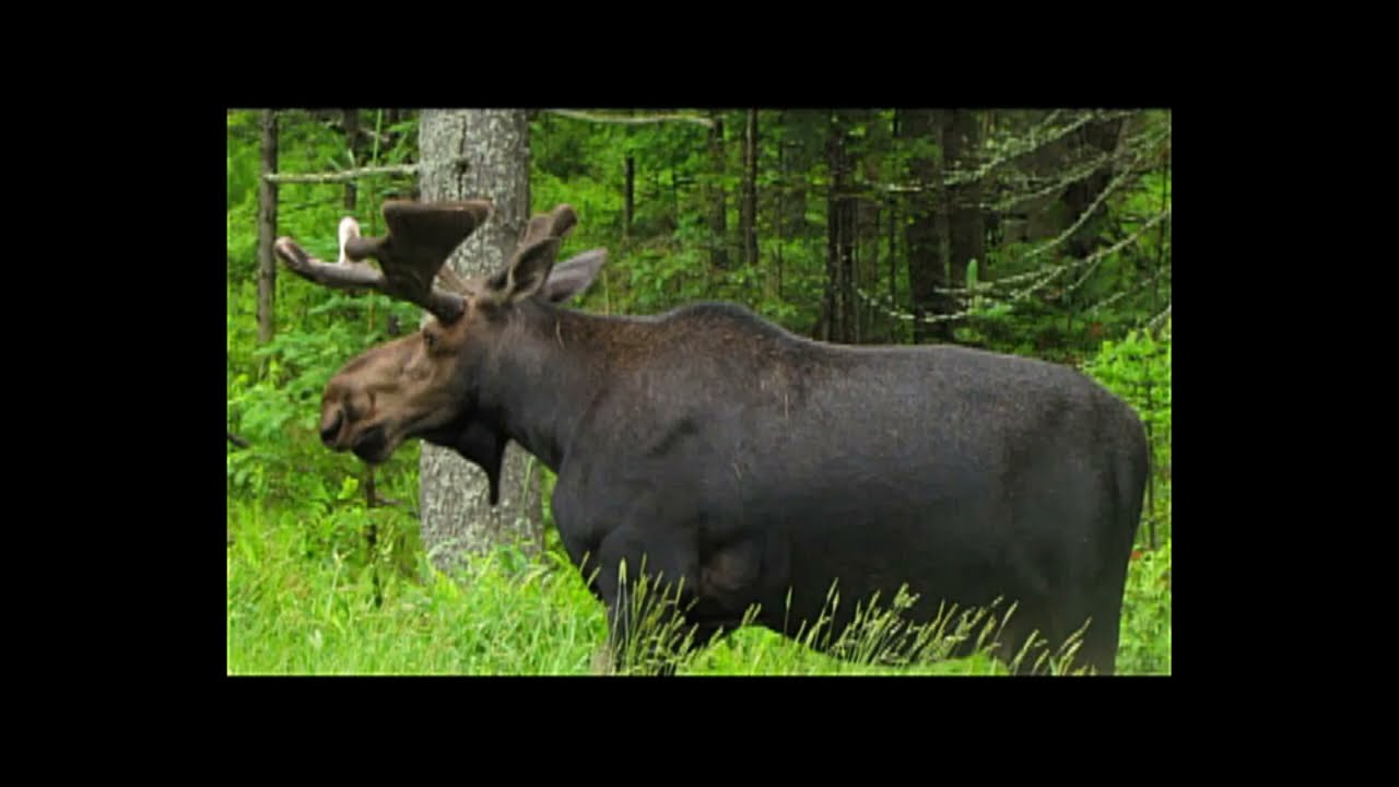 Hike to Unknown Pond 2010