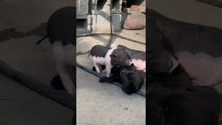 Super cute animal video, the naughty pig bullies the puppy again  🐶🐕🐖😂