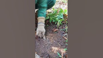 Để cỏ dại mùa kho rễ trơ cafê phát triển tốt