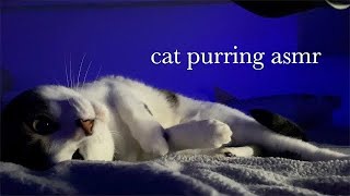 ASMR cat purring to help you sleep (no talking, white noise) VOLUME UP ON THIS ONE!!