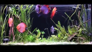 How to Set Up a Discus Aquarium (Filtration, Water Chemistry, and More)