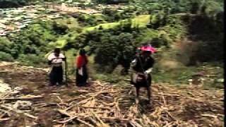 Evo-Devo: Breeding Corn from Teosinte
