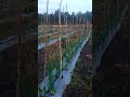 tanaman pak Sri #petani #desa