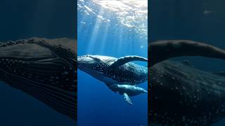 A mother humpback whale feeding her baby 🐋💙 #whalefacts #oceanlife #marinebiology #naturelswild