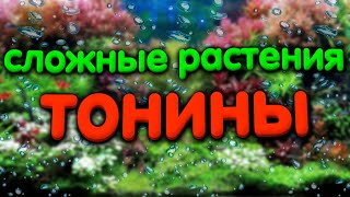 Самые сложные аквариумные растения. Тонина белем, манаус, речная, рио негро.