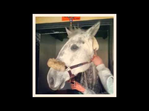Merve Damla Sarı Adlı Binicinin Atlarına Yaptığı Özel Video