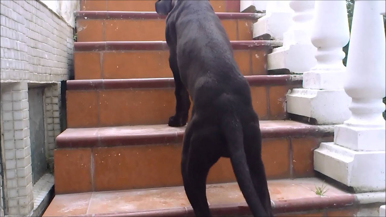 Perros lesion ciatico en del nervio