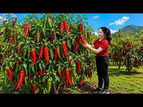 Harvesting Giant Chili Peppers | Sold Out Fast At The Country Market!