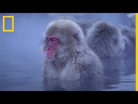 Video: Macaco japonés (foto). macacos de nieve japoneses