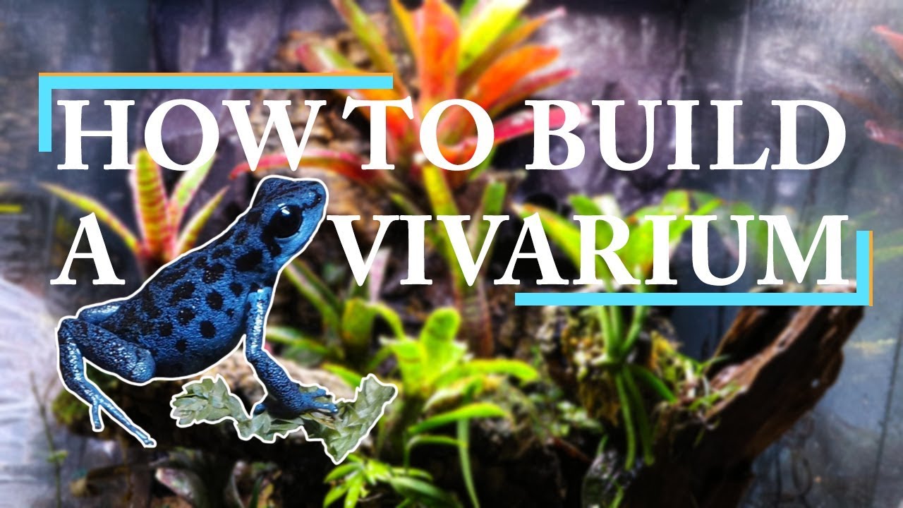 petco hours THE ULTIMATE VIVARIUM BUILD! - Drylok Background