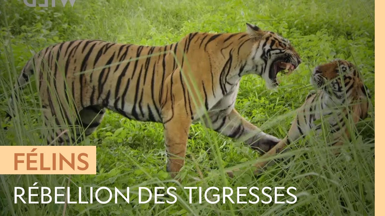 ⁣Des tigresses affrontent leur mère car elles convoitent son trône