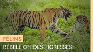 Des tigresses affrontent leur mère car elles convoitent son trône