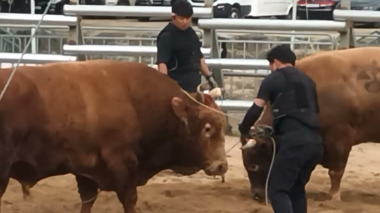 투우  소힘겨루기