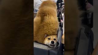 Why Cute Shiba Duo in a Stroller Sparks Viral Heartstrings — Psychological Proximity