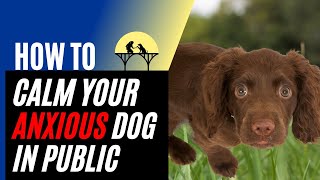 How to Calm an Anxious Dog In Public