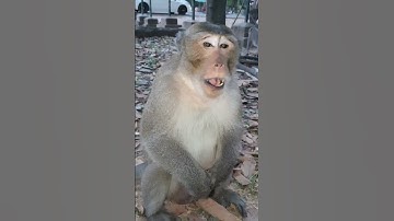 Joey eating #wildlife #shortsvideo #monkey