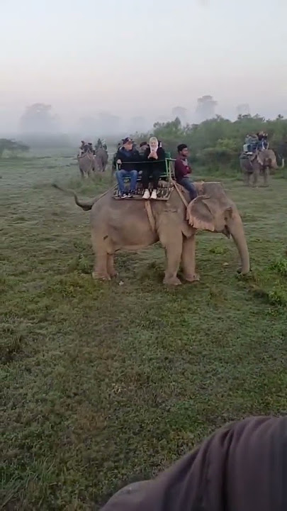 #chikirichikiri #elephantsafari😍 in Megalaya #chikri  #song #youtubeshorts #trending  #supportme #yt