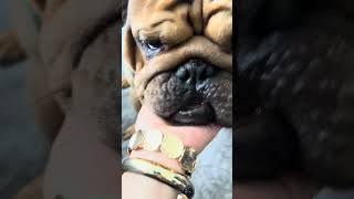 An Expensive Pet  bulldog kodaalberto puppy fypviral