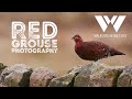 Red Grouse Photography - how to find and track red grouse