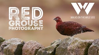 Red Grouse Photography - how to find and track red grouse