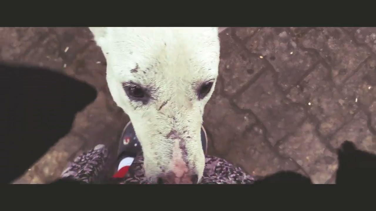 утро/коровы