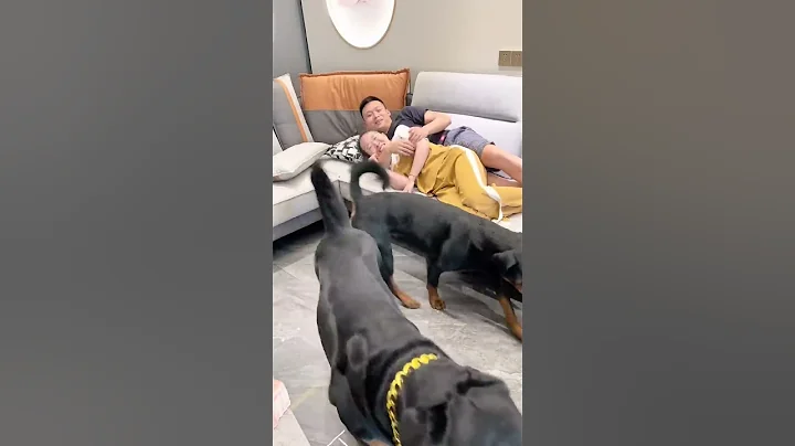本以为是个温暖的故事，结果没猜中结尾😂#罗威纳护卫犬 #狗狗 #向威和一坨 - 天天要闻