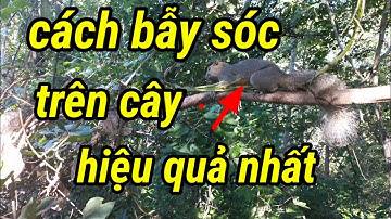cách bẫy sóc trên cây hiệu quả nhất