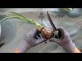 ASMR Soft spoken Home Garden Replanting