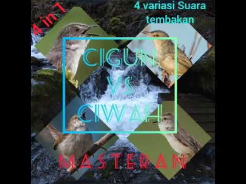 4 in 1 Masteran Cigun vs Ciwah 4 variasi suara tembakan|| +Suara air mengalir