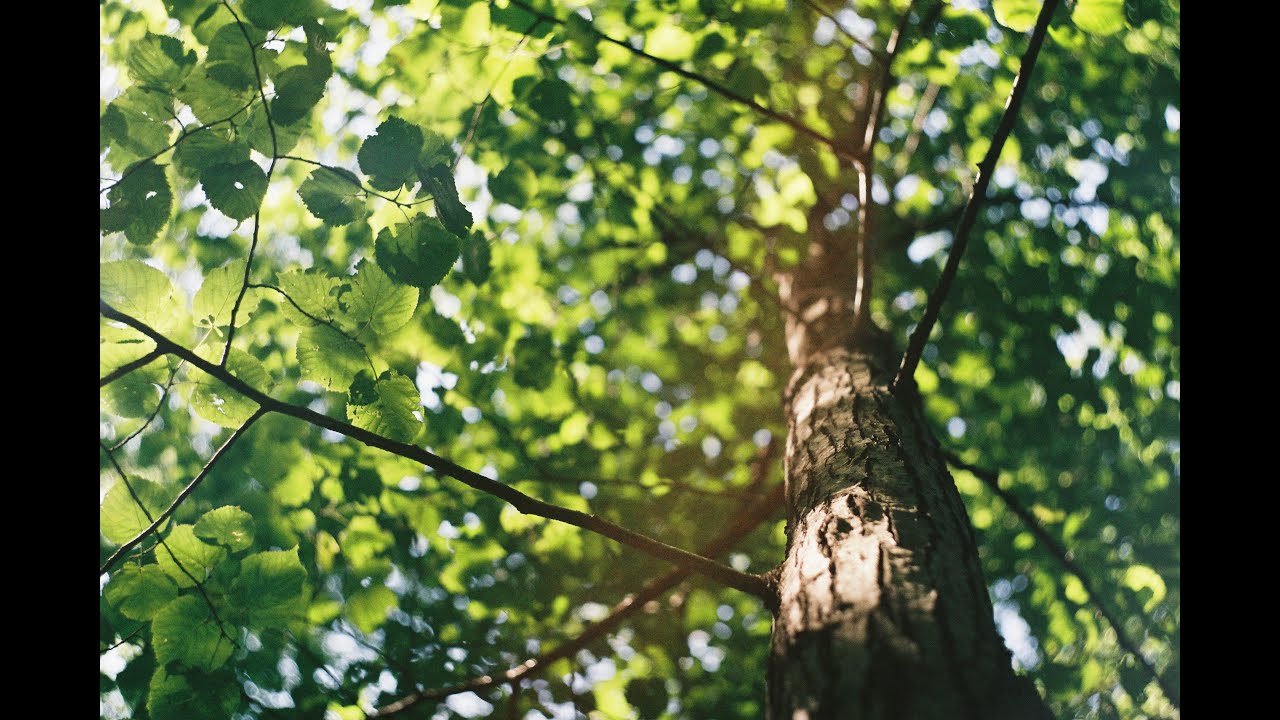 Tree Energy Meditation - Free Guided Meditation