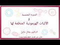 الدورة الجنسية و الٱليات الهرمونية المنظمة لها الفصل الثاني الدكتور جلال عكيل