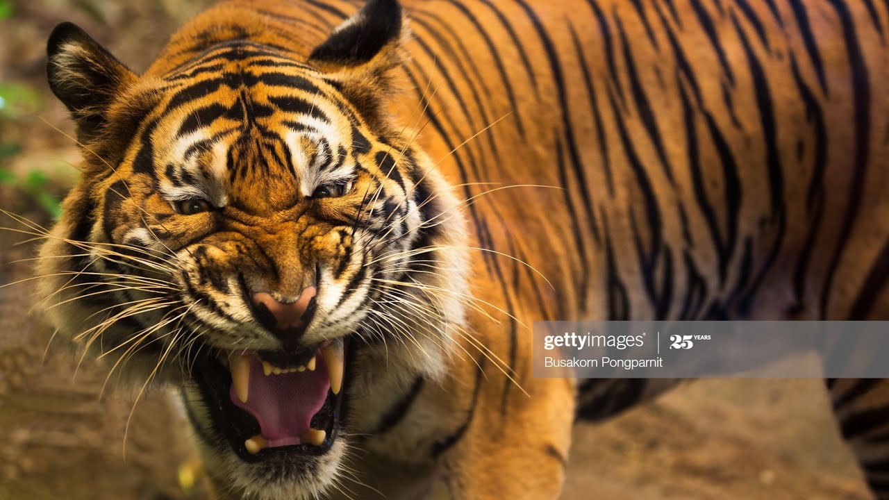 Тигр людоед. Индийский тигр. Зубы тигра.