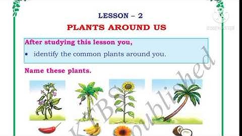 Plants around us EVS Class 1 full lesson explanation and textbook activities Karnataka statesyllabus