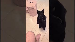 I Fed a Cat… Now She’s My Biggest Fan 😂🐱👏 | AI Funny Video I Fed a Cat… Now She’s My Biggest Fan 😂🐱👏 | AI Funny Video