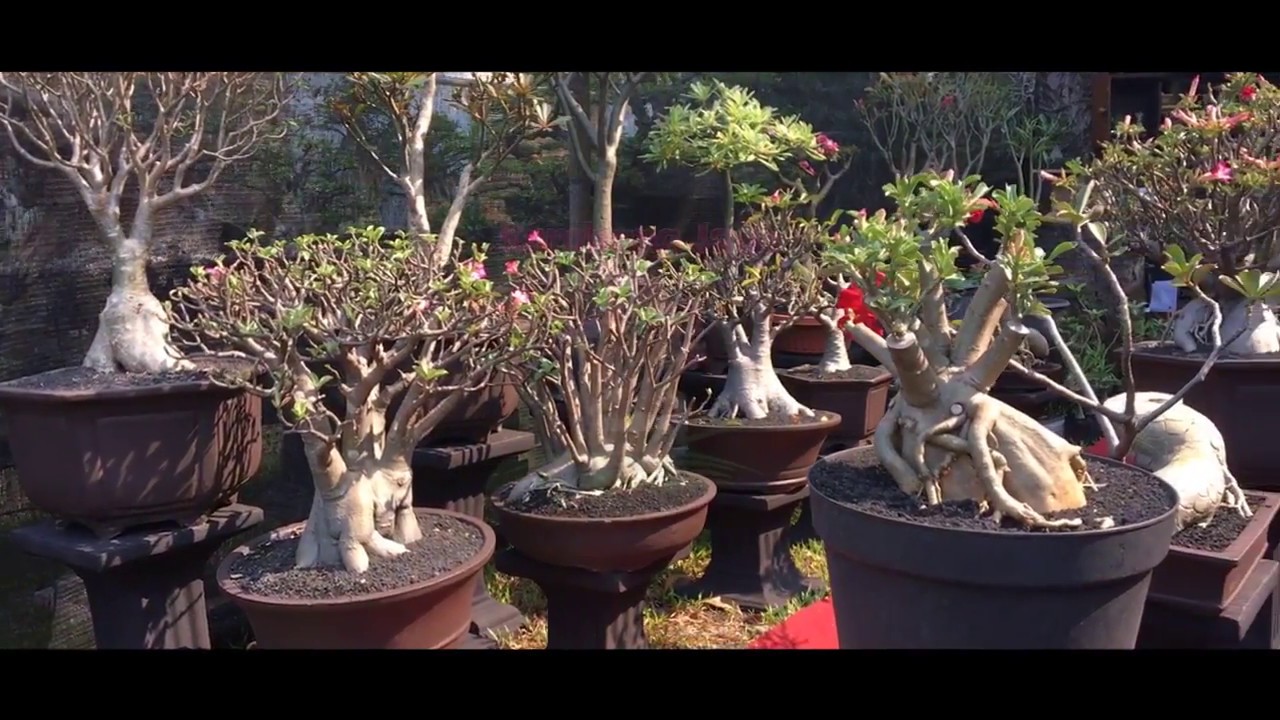 Pameran Flora Dan Fauna 2018 Lapangan Banteng Flona 2018