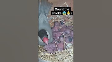 Java sapprow breeding progress vedio 🐣🐣