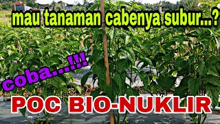 APLIKASI POC BIO-NUKLIR PADA TANAMAN CABE RAWIT USIA 52 HST AGAR BERBUAH SUPER LEBAT #caberawit