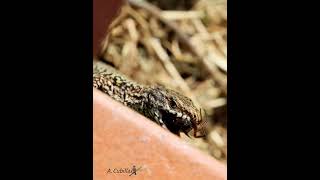 Lagartija roquera (Podarcis muralis) ♂️? se come una araña. Escalante - Cantabria