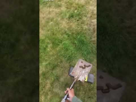 Returning The Neighbors Dog Poop Dogs